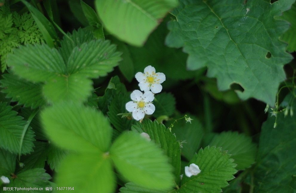 绿叶衬白花小白花图片