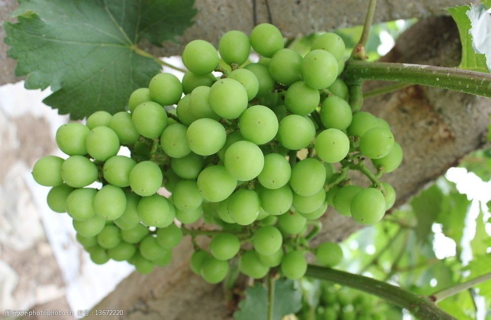 关键词:即将成熟的葡萄 葡萄架 葡萄藤 葡萄园 快成熟的葡萄 水果