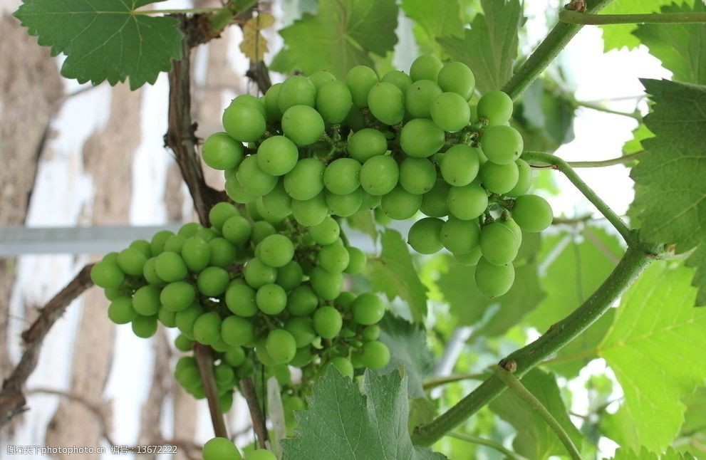 关键词:青葡萄园里的葡萄 葡萄架 葡萄藤 葡萄园 快成熟的葡萄 水果