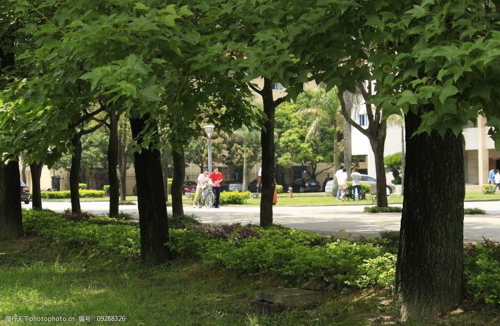 关键词:林荫道 福州大学美丽校园风景 绿树 小道 树木树叶 生物世界