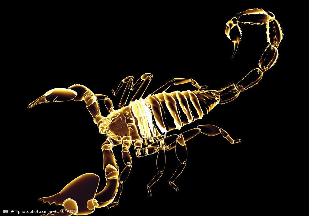 装饰画透明蝎子图片