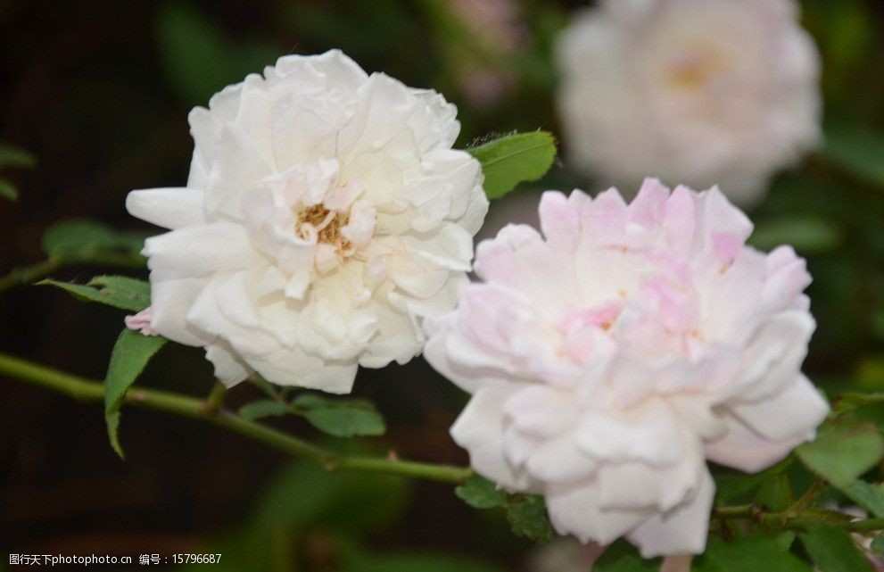 关键词:重瓣蔷薇莓 花卉 茶蘼花 顶生 腋生 重瓣 白色 芳香 花卉系列