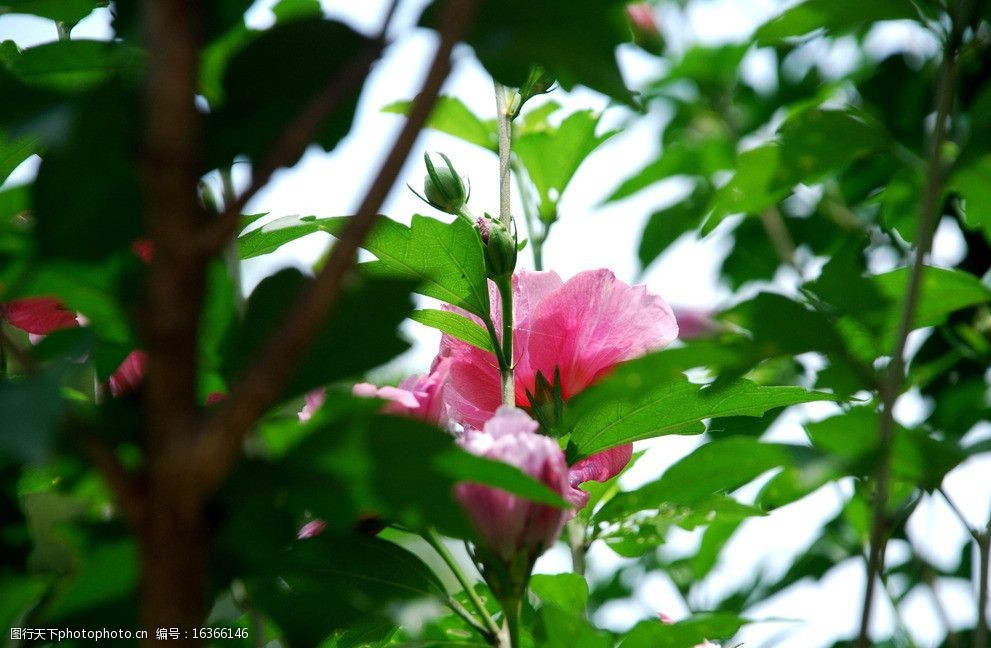 木菊花图片