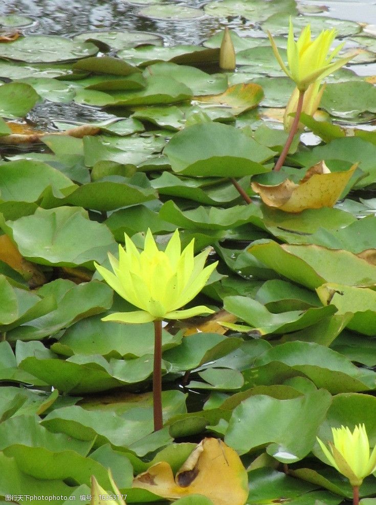 水中莲花图片