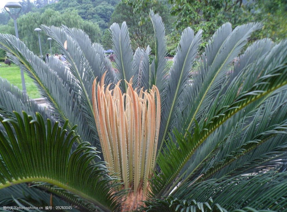 关键词:铁树开花 铁树风景 铁树 树木树叶 生物世界 摄影 96dpi jpg