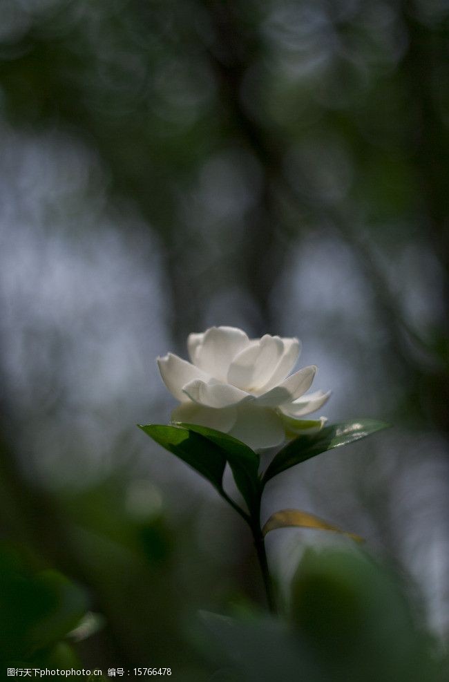 白茶花图片