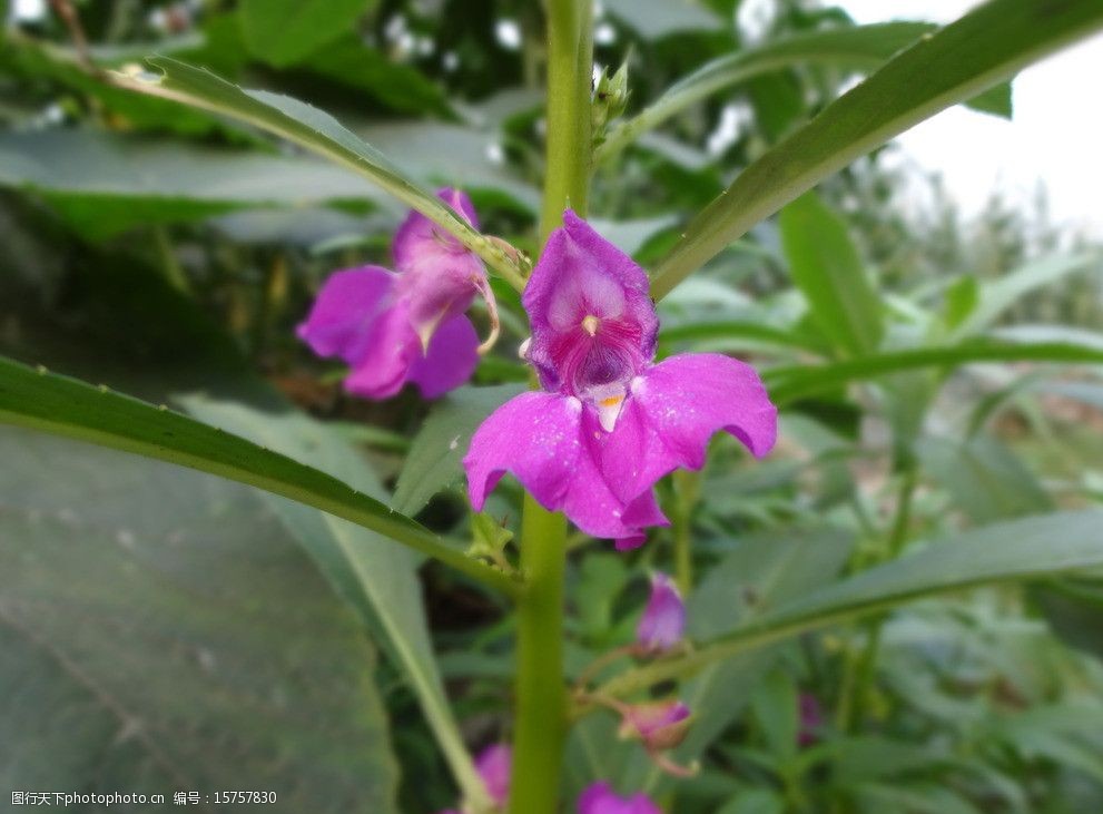 关键词:指甲花 粉色指甲花 花卉 野花 花草 生物世界 摄影 350dpi jpg