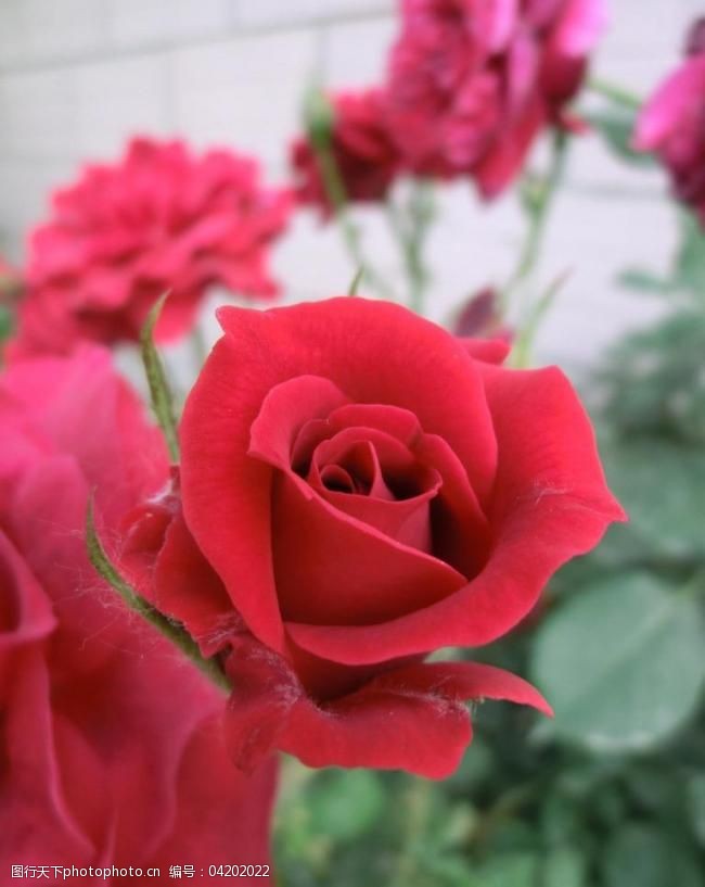 红色月季花图片