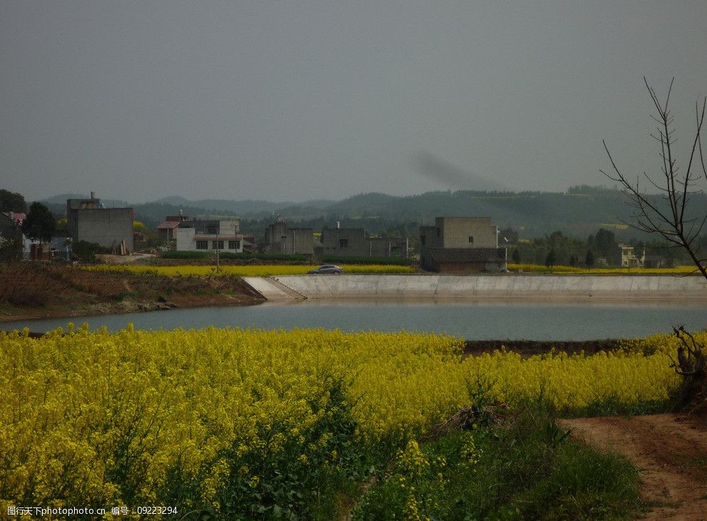 池塘边油菜花图片