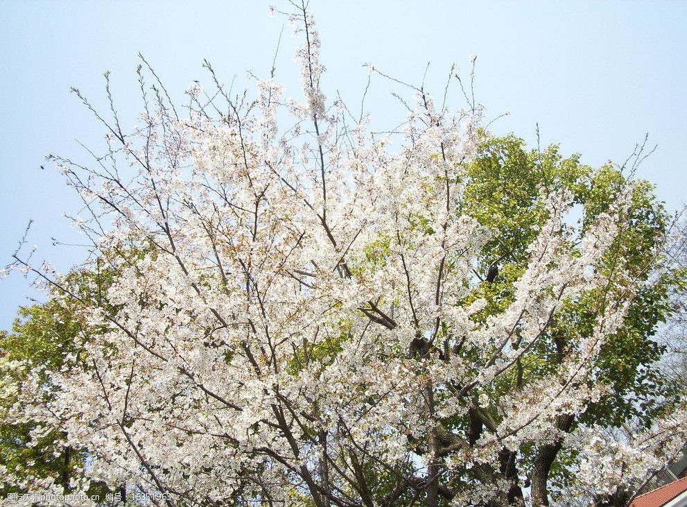 关键词:樱花盛开 中国 上海 鲁迅公园 樱花 春天 花草 生物世界 摄影