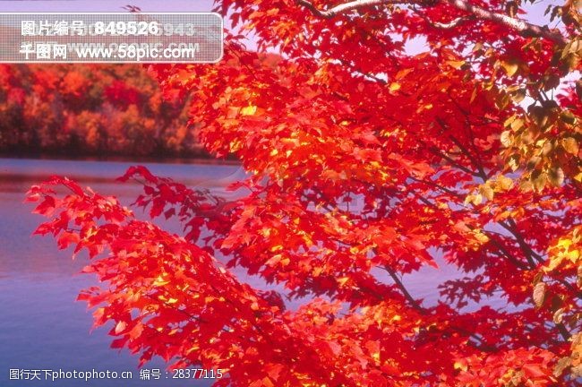 秋天景色景色描写景色背景