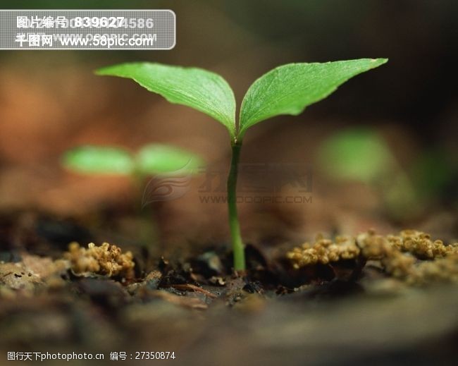 植物生命植物的力量生命力