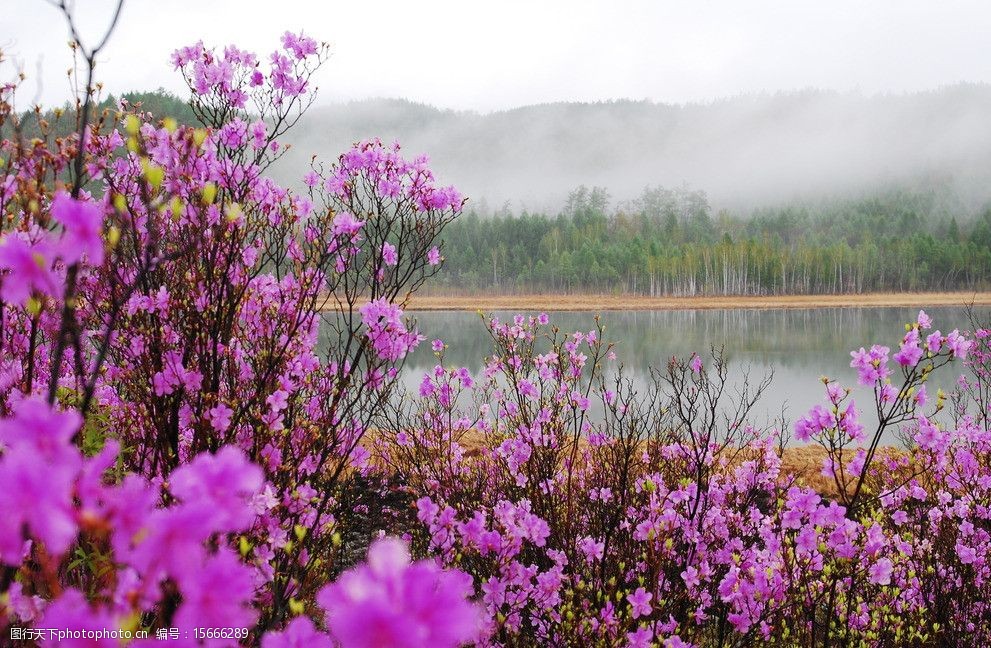 关键词:盛开的桃花 远山 梦幻 风景 桃花 河水 花草 生物世界 摄影