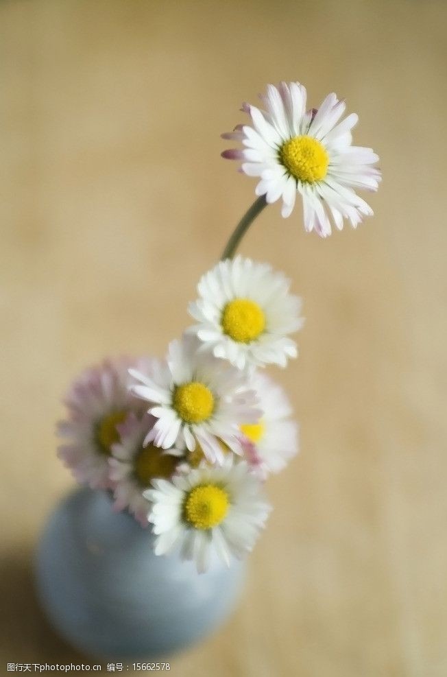 小菊花图片