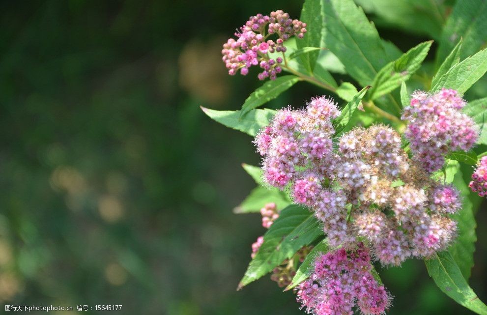 关键词:粉花绣线菊 花卉 日本绣线菊 复伞房花序 枝顶 粉红色 花卉