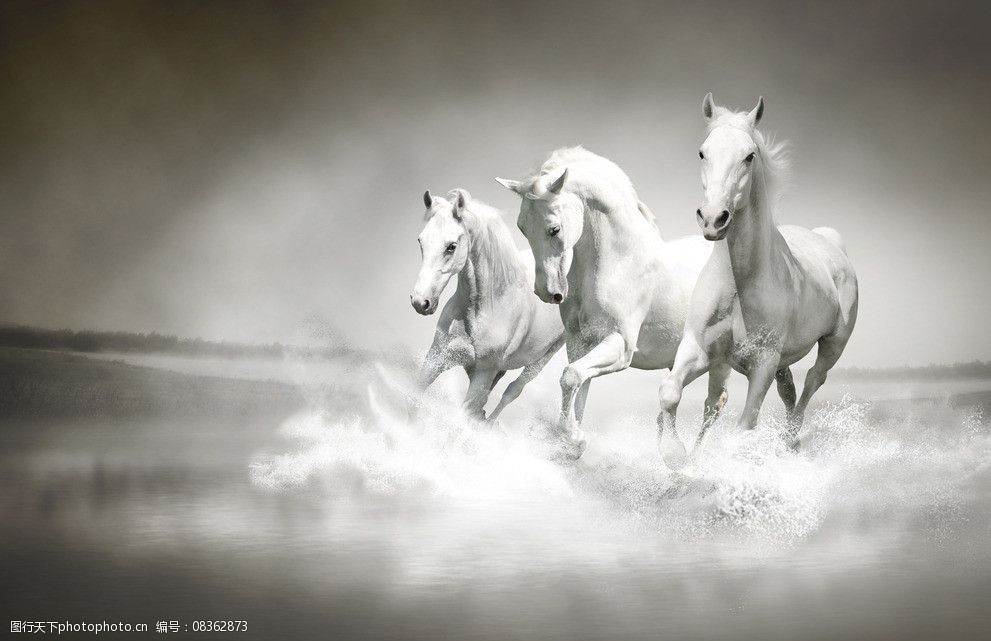白马 驰骋 纵横 奔跑 动物 跋山涉水 英伦风情 地产广告素材 高清骏马