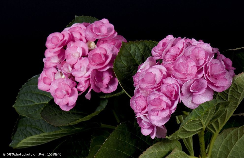 关键词:绣球花唯美花朵 唯美花朵 花叶 鲜花素材 粉色花朵 花草 生物