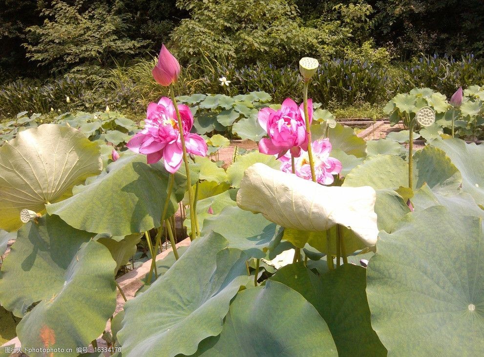 关键词:朵朵红莲绽放 荷花 荷叶 莲子 红色 绿色 莲花 莲叶 花草 生物