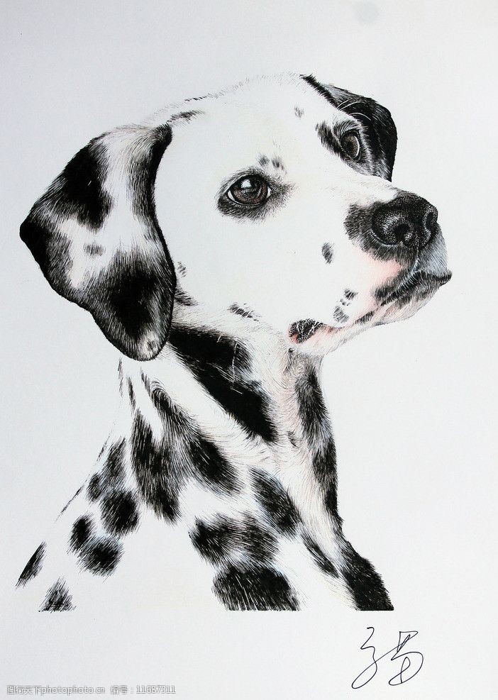 关键词:钢笔画斑点狗 绘画 钢笔画 狗 斑点狗 黑白 动物 绘画书法