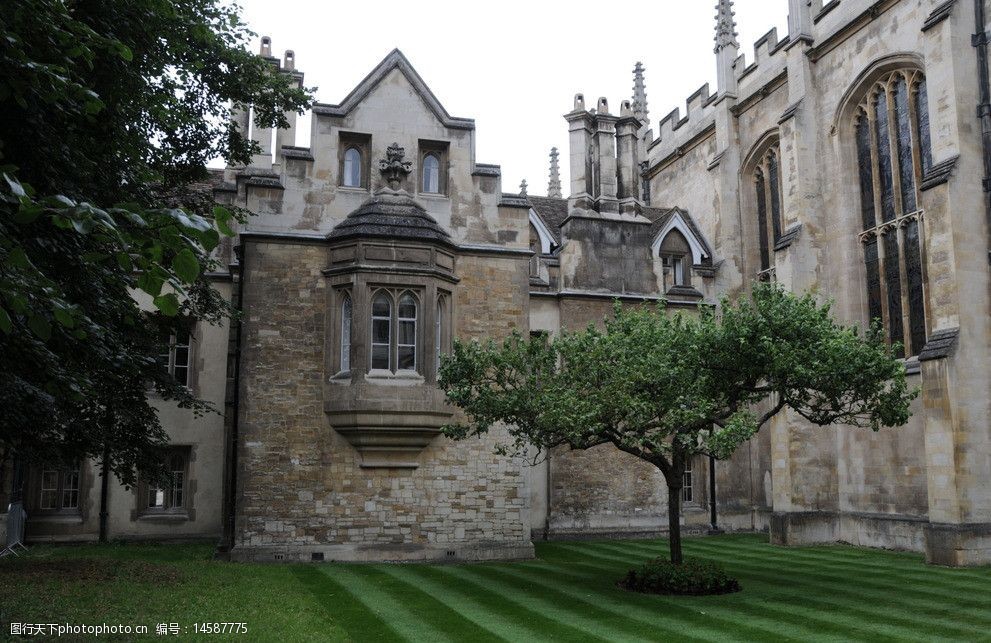 牛顿苹果树图片