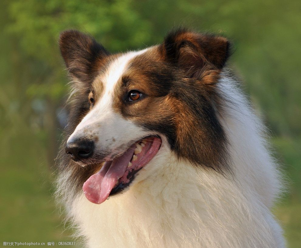 苏格兰牧羊犬图片