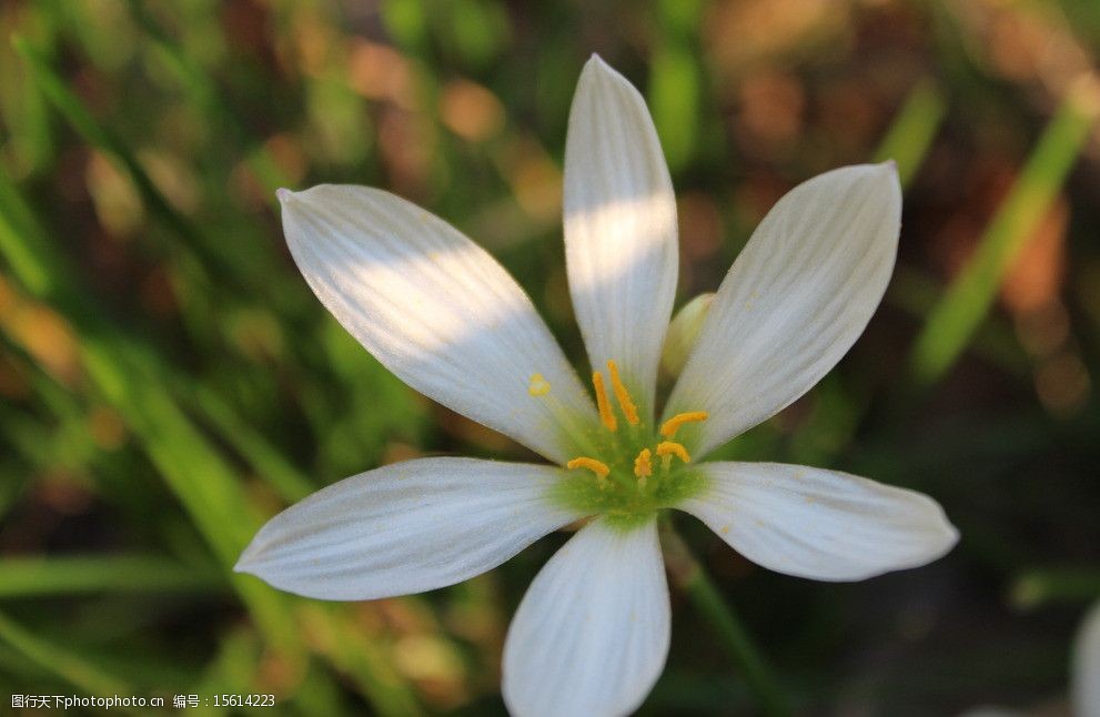 关键词:韭菜兰摄影图 韭菜兰 花朵 花卉 植物 白色 花蕊 黄色 六瓣