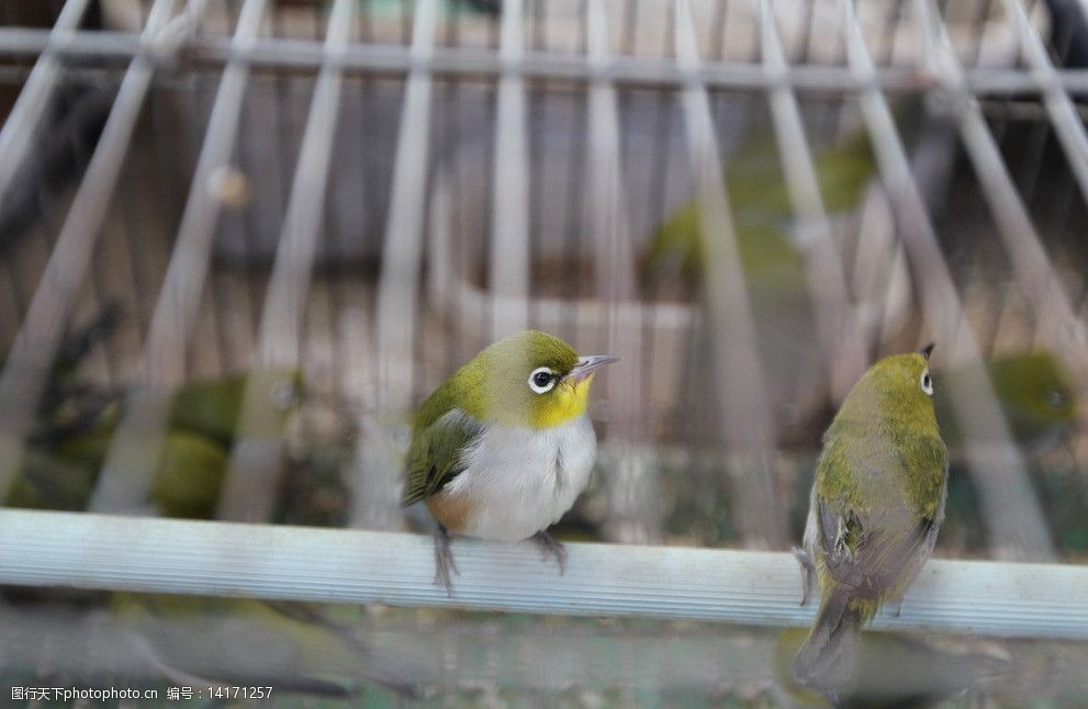 笼中鸟图片