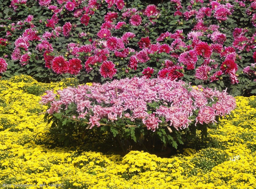 十一花坛常用花卉图片