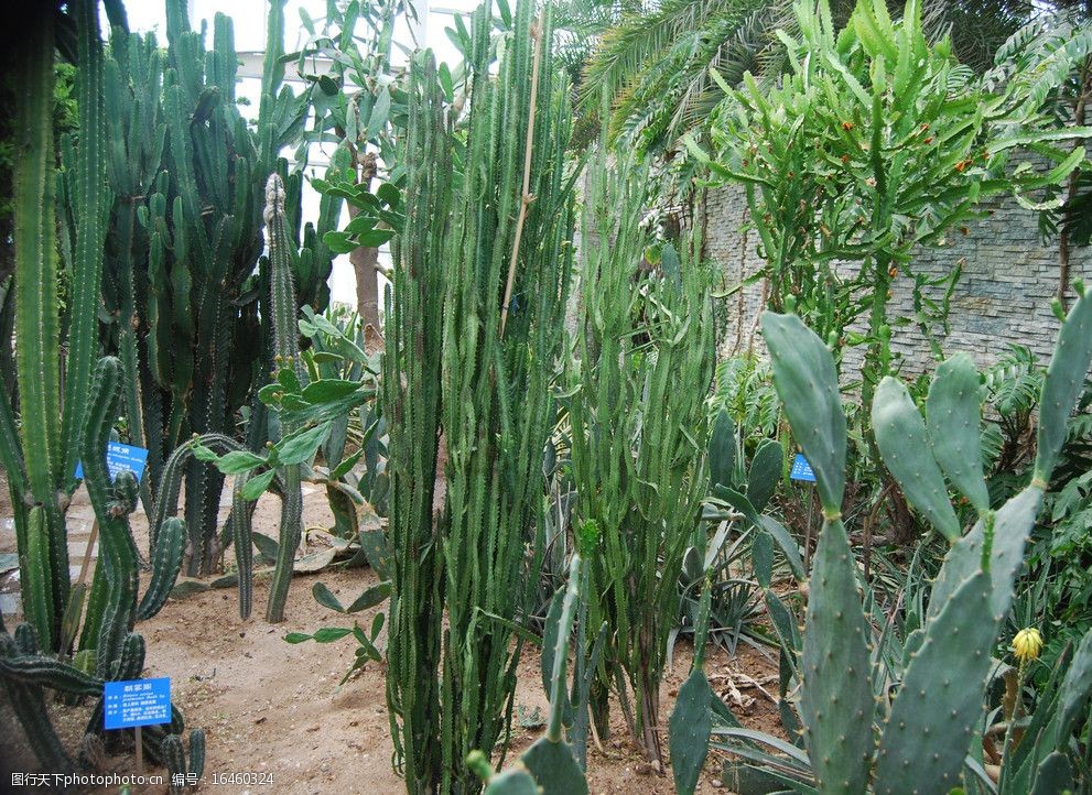 仙人掌树高清图图片