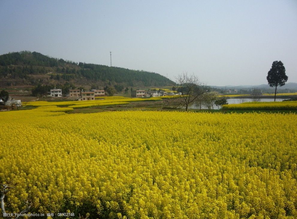 乡村美景图片大全春天图片