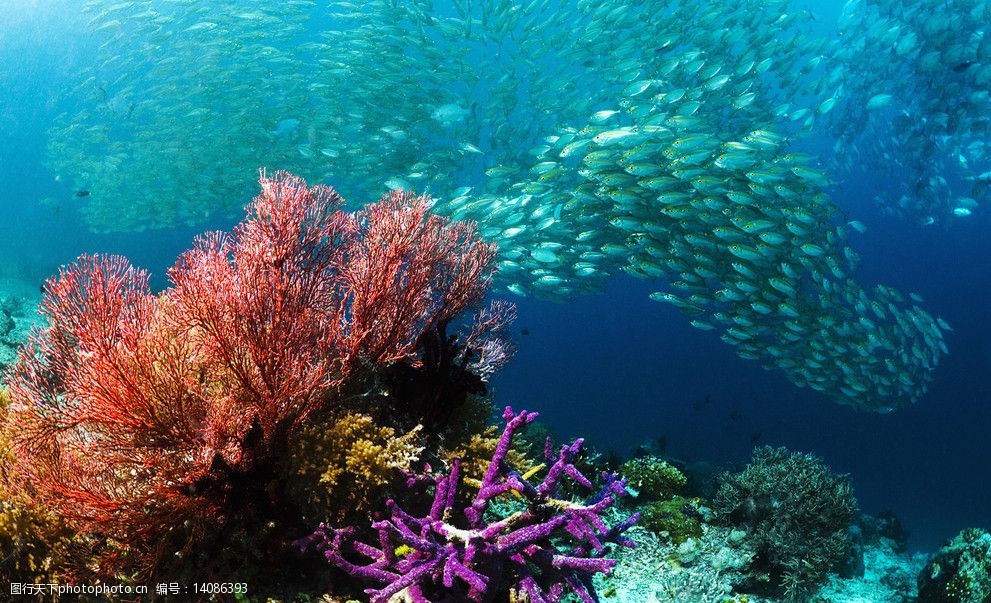 关键词:海底生物 深海鱼 海底世界 大海 鱼类 生物世界 摄影 96dpi