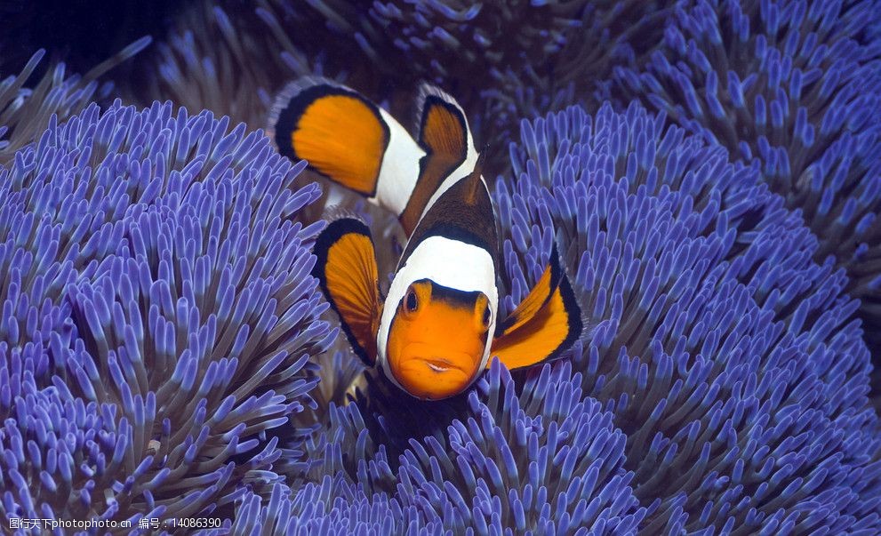 關鍵詞:海底世界 深海魚 海底生物 大海 魚類 生物世界 攝影 96dpi