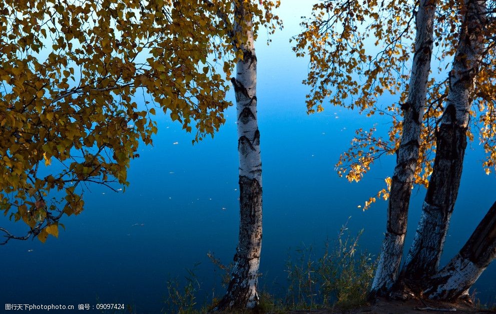 水边白桦树图片