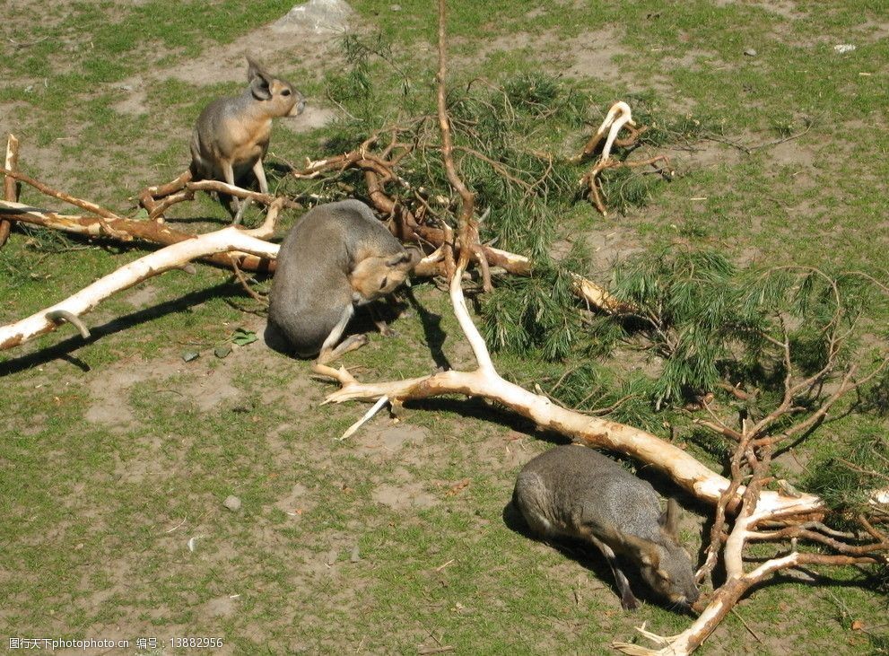 瑞典動物園的齧齒類圖片