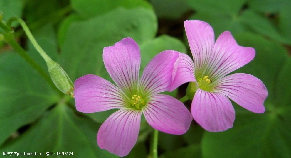 红花酢浆草图片大全(这种草药是红花酢浆草)