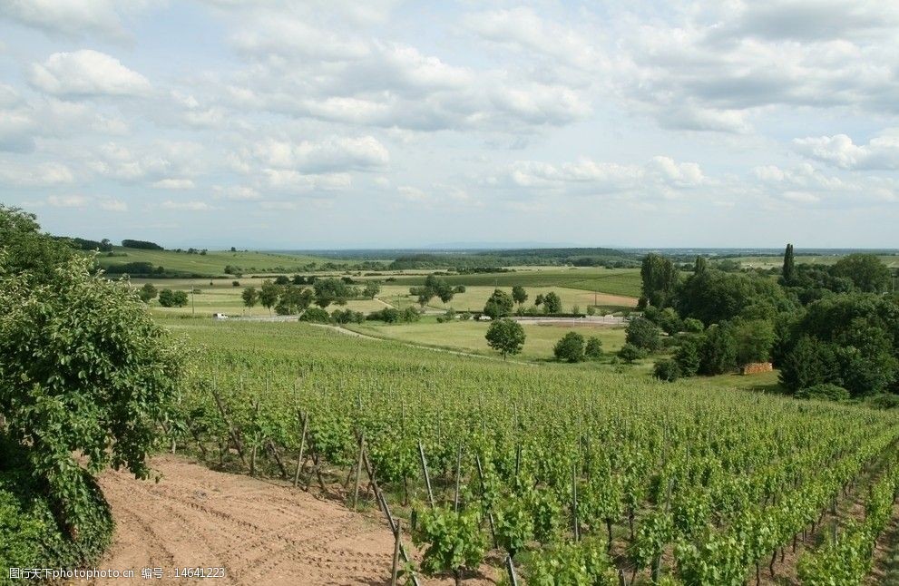 关键词:欧洲广袤葡萄园 欧洲 广袤 葡萄园 种植基地 农业 绿色 国外