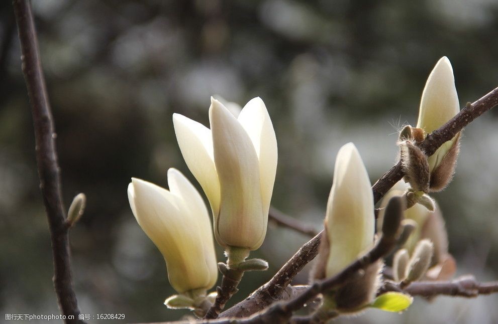 关键词:白玉兰 玉兰 公园 花朵 红花 植物 植物摄影 花草 生物世界