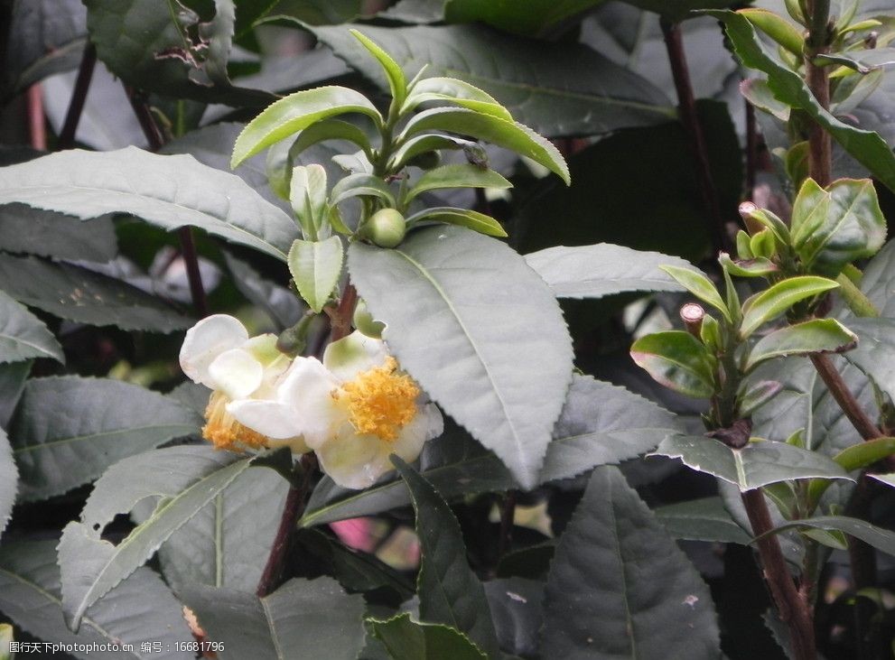 张家界野茶花图片