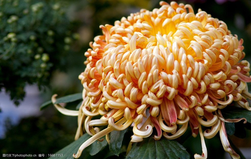 关键词:大菊花 菊花 黄色 黄花 一朵花 绿叶 花草