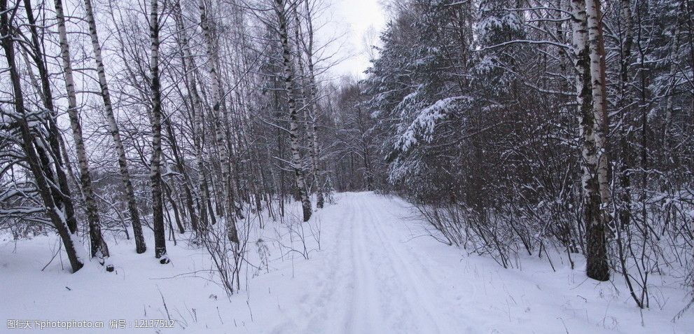 冬天下雪森林景色圖片