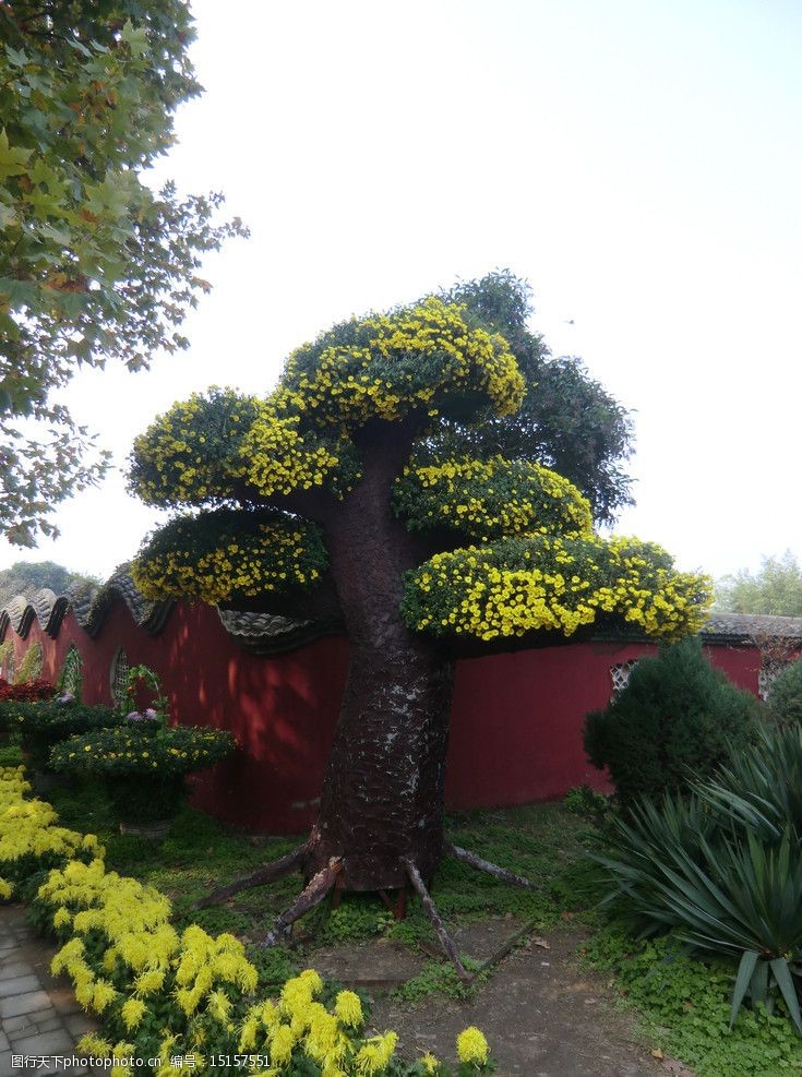 菊花树造型黄菊花图片