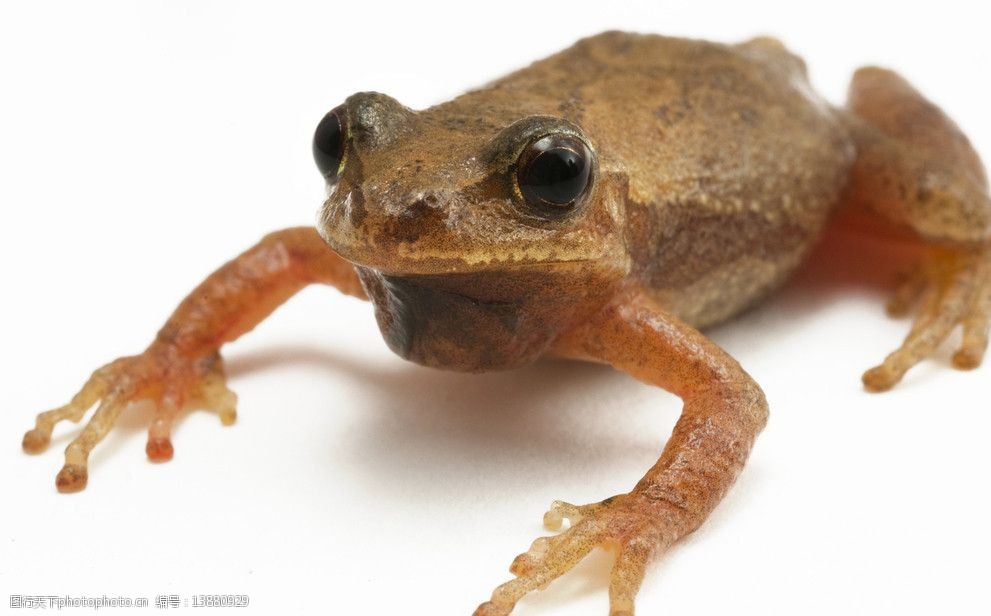 关键词:可爱青蛙 可爱 青蛙 树蛙 呱呱叫 觅食 大眼睛 野生动物 生物