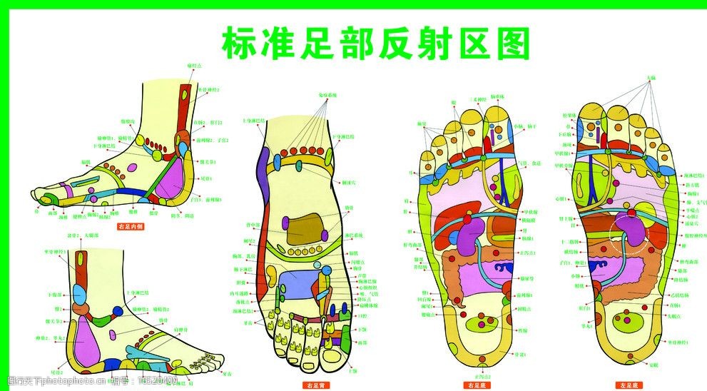 标准足部反射区图图片