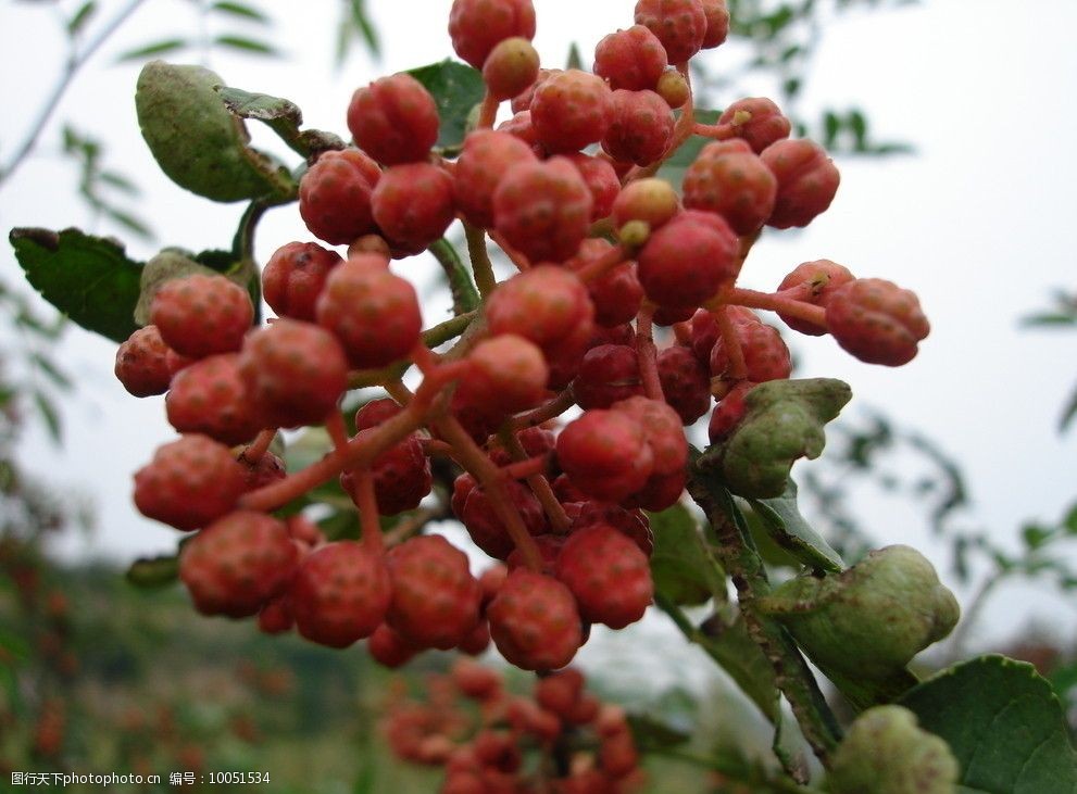 韓城大紅袍花椒圖片