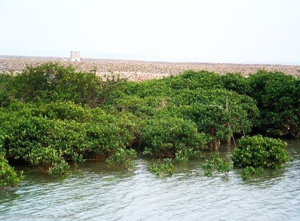 海水浸淹中国最北红树林图片