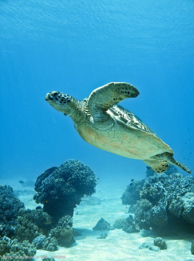 海龟游泳图片