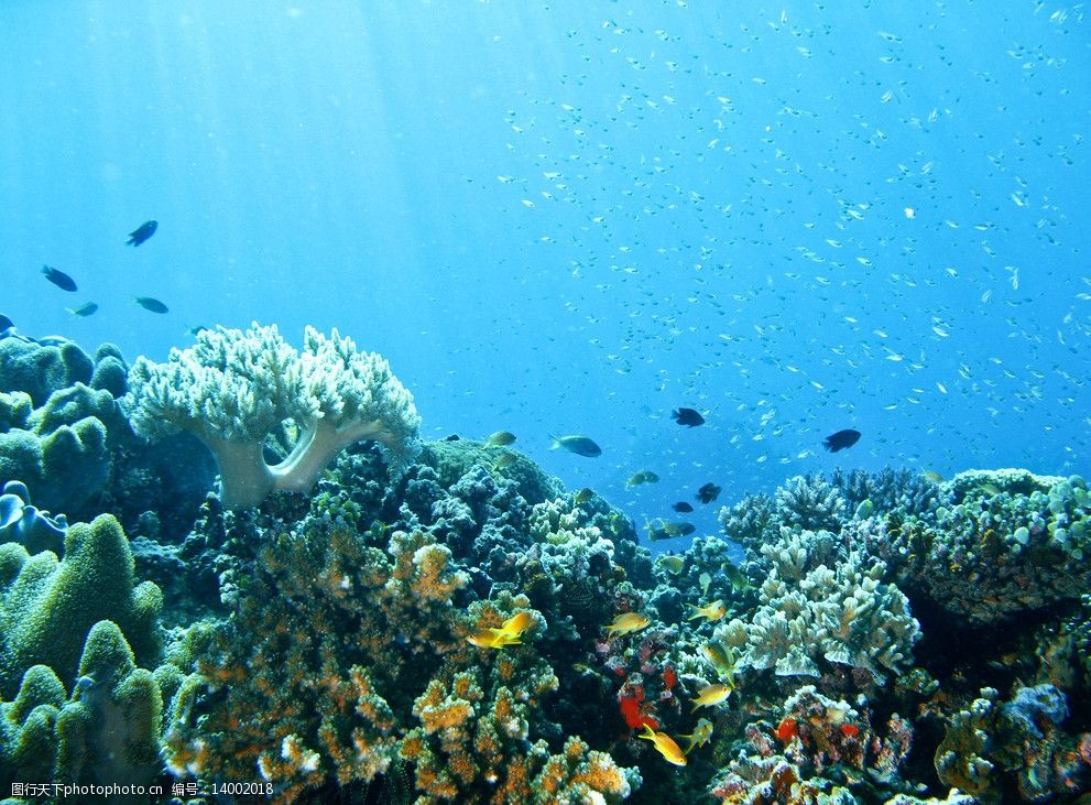 珊瑚中的热带鱼 珊瑚中 热带鱼 水中 海里 海水 清澈 水族 珊瑚 海洋