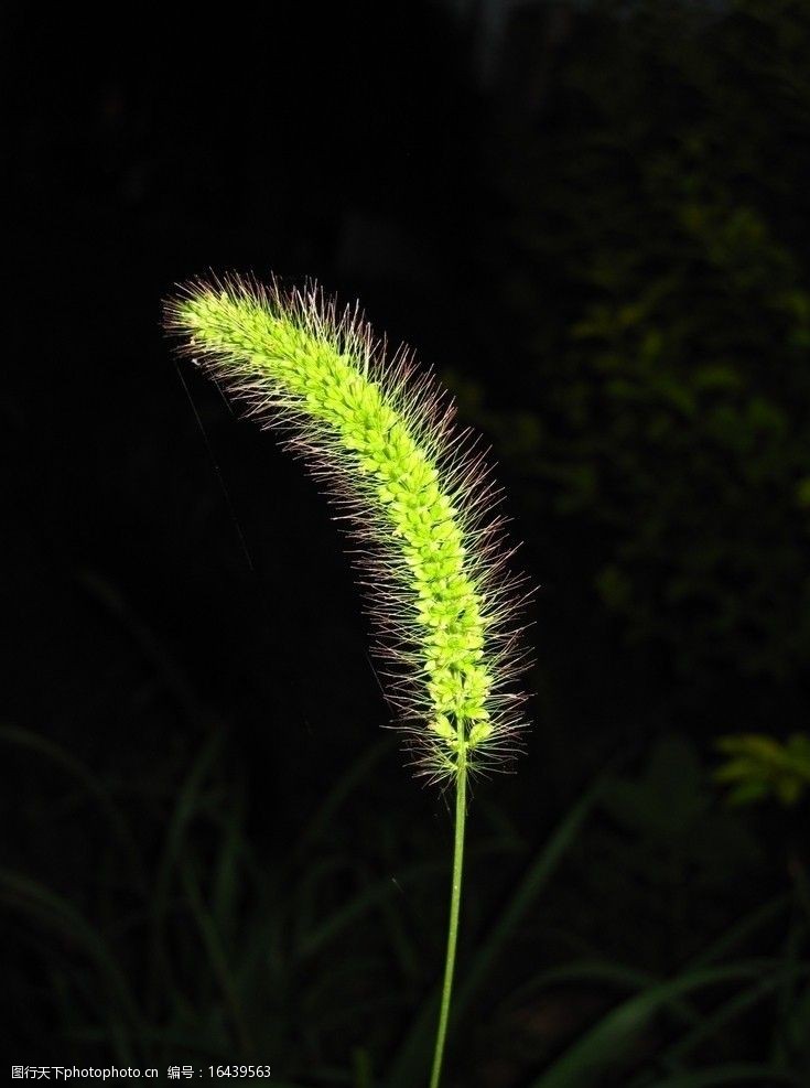 关键词:狗尾巴草 草儿 微距 水木精诚 王秀军 红色 花草 生物世界