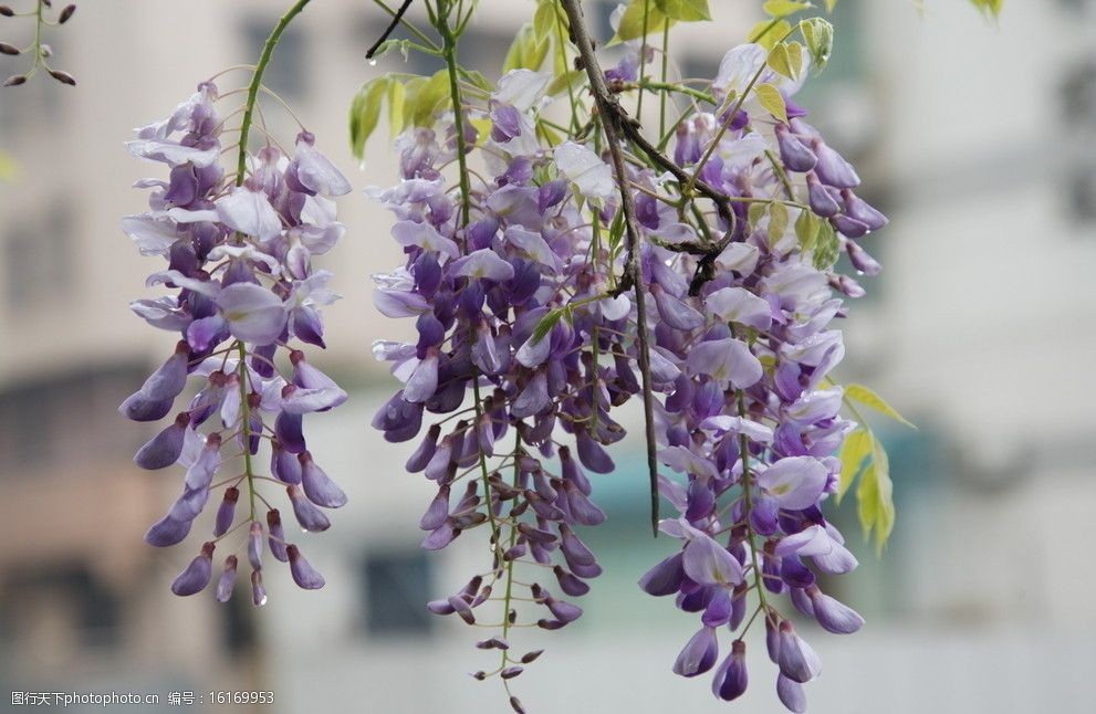 紫藤花的特点图片