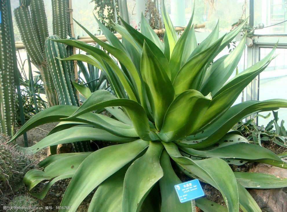 热带植物龙舌兰水晶宫图片